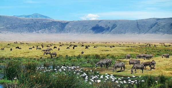 Safari au cœur du Ngorongoro et plage du Club Jumbo Zanzibar Bay 4*